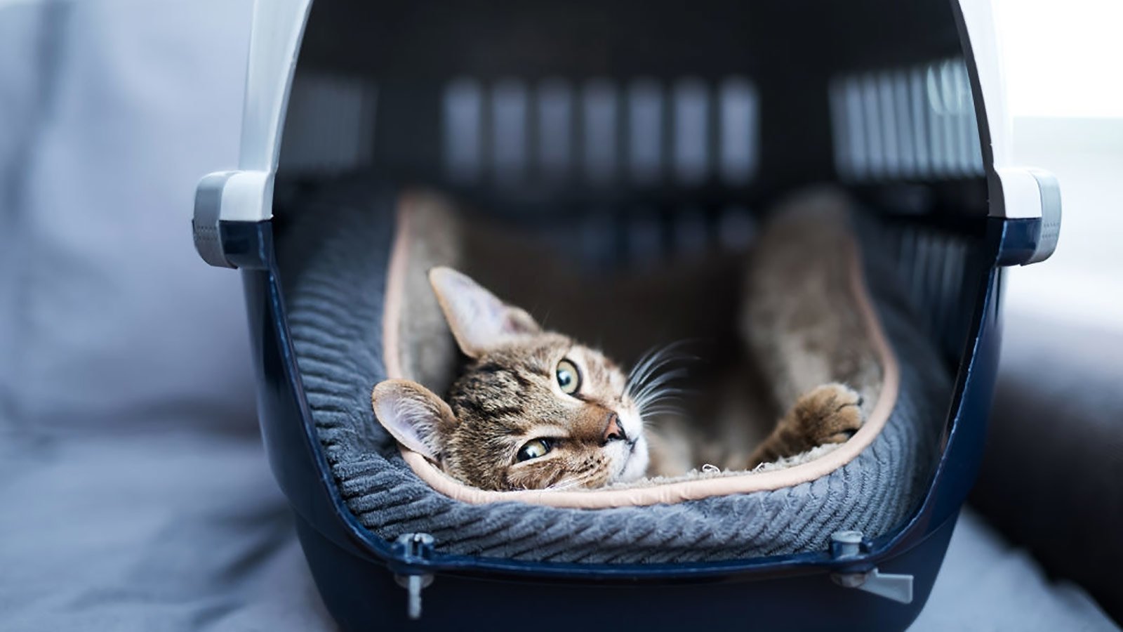 Top 10 Des Meilleurs Sacs Et Caisses De Transport Pour Chat 